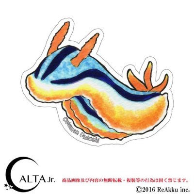 画像1: コールマンウミウシ-彩藤ありさ