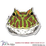 ベルツノガエル-Dsuke
